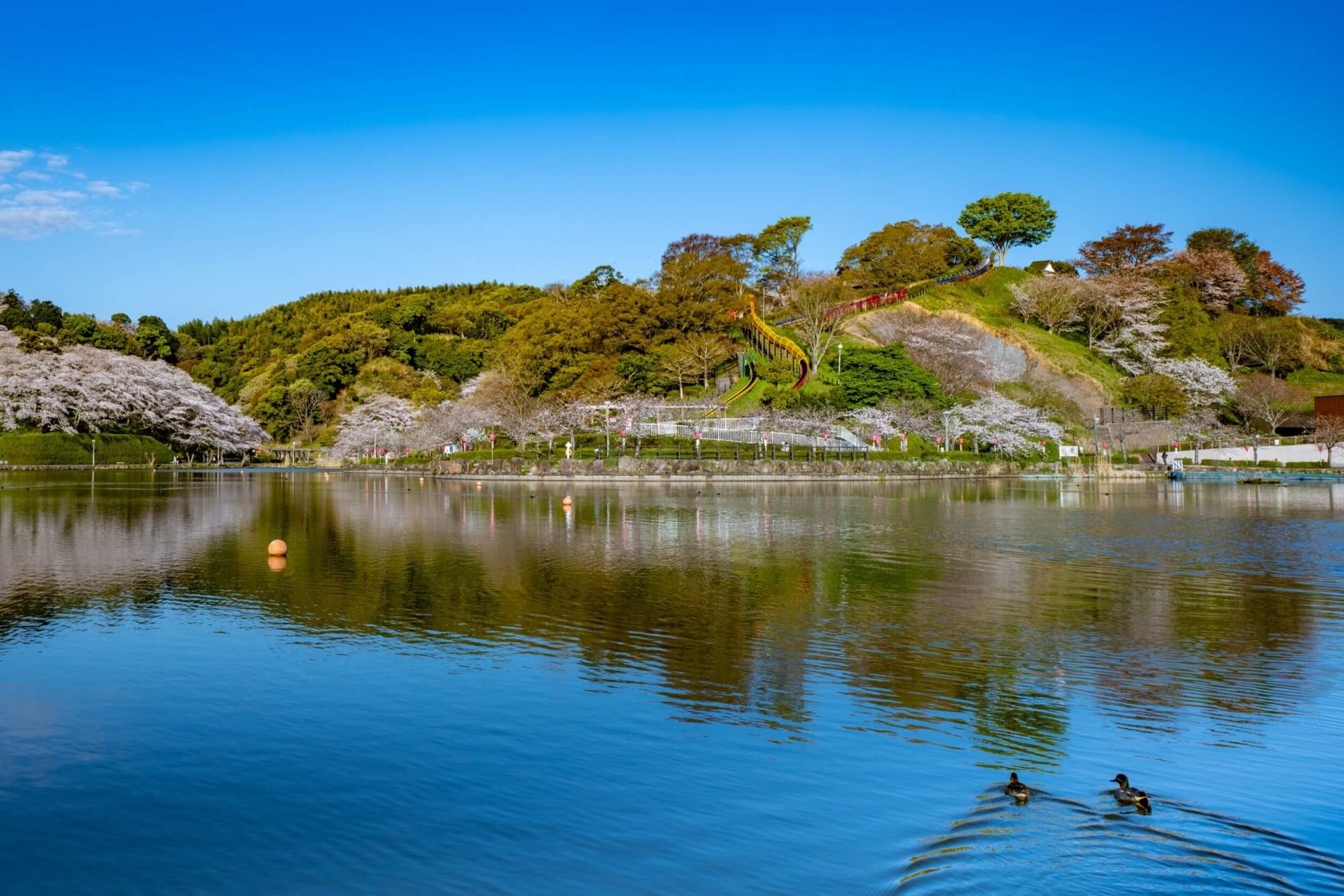 静岡県藤枝市の蓮華寺池公園